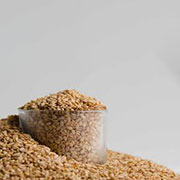 Turkish Local Golden Sesame